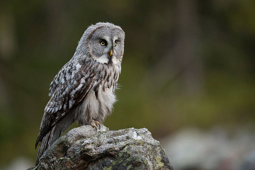 Great Grey Owl ( Strix nebulosa ) hunting by wunderbare Erde