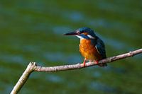 Eisvogel auf einem Ast