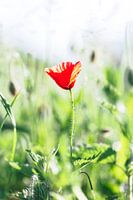 Le coquelicot rouge en vert un jour de printemps.