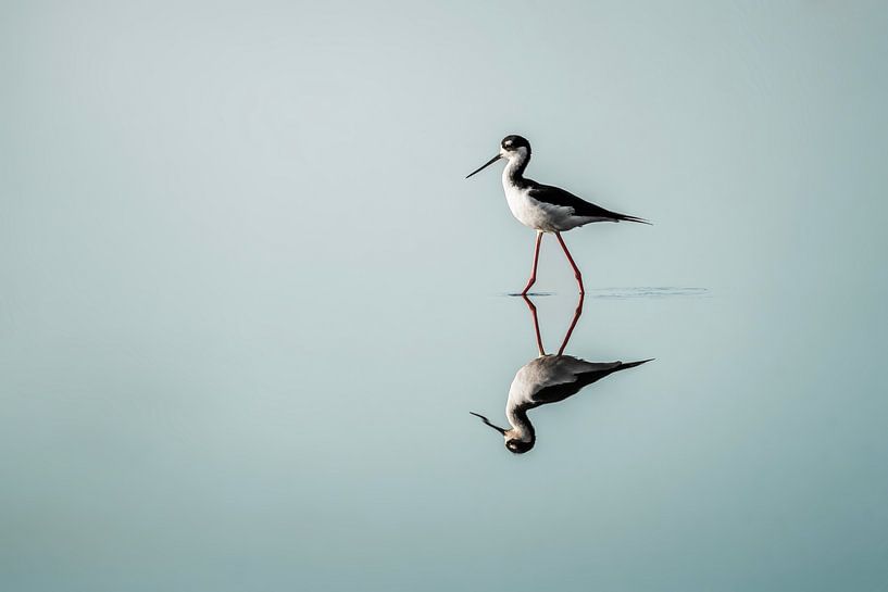 Reflexion der Gnade - Schwarzer Reiter im stillen Wasser von Femke Ketelaar