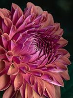 Dahlia in detail