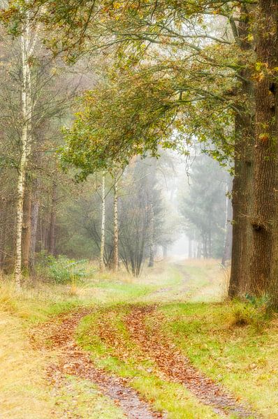 Forest path with mist in autumn by Connie de Graaf