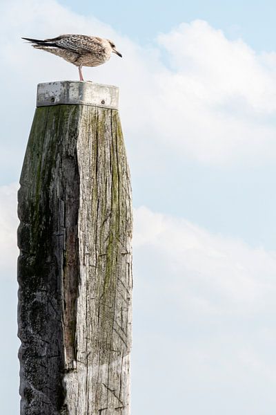 Meeuw op meerpaal van Marian Waanders