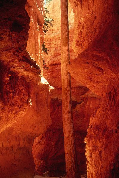 Der Häftling von Cornelis (Cees) Cornelissen