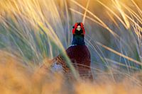 Fasan, Phasianus colchicus