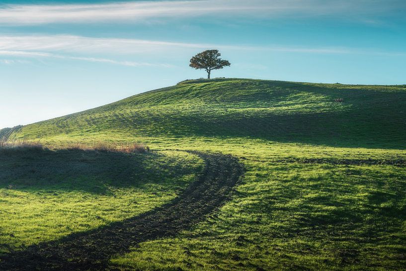 Einzelner Baum auf einem Hügel in Val d'Orcia. Toskana von Stefano Orazzini