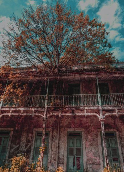 Colony of madness by Kevin Wenink