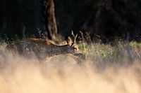 Reebok schnappt sich Blaubeeren