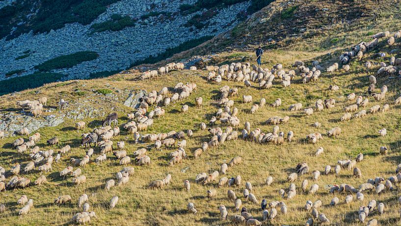 Moutons dans les montagnes de Iezer Papusa, Roumanie par Jessica Lokker