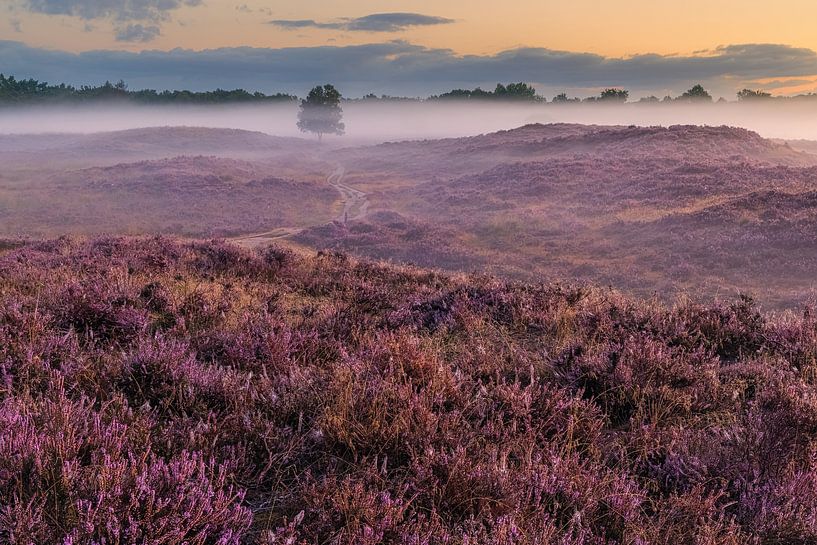 Blühende Gasterse Duinen von Henk Meijer Photography