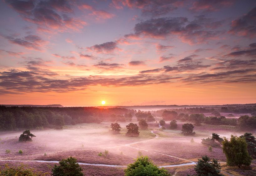  purple heather by Bob Luijks