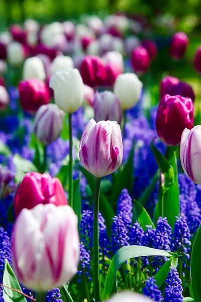 Un beau champ de tulipes, violet, rose, blanc et vert par WeVaFotografie