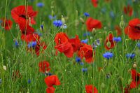 Klaprozen en korenbloemen in een veld 