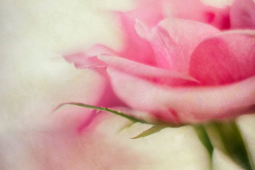 Pale pink rose by Petra Dreiling-Schewe