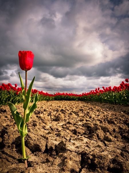  Einsame Tulpe von Philippos Kloukas