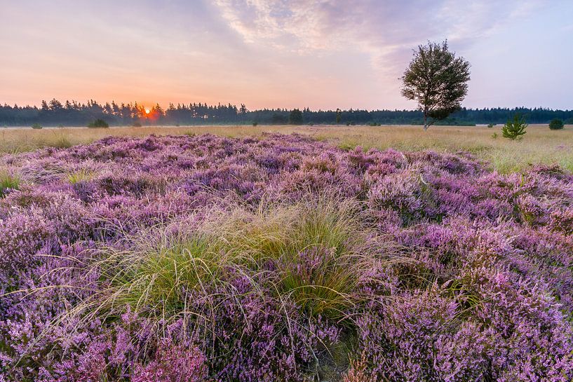 Bruyère en fleur sur le Hasselsvennen, Leende par Joep de Groot