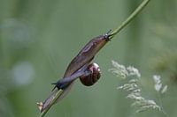 1 stem, 2 snails each going a different way