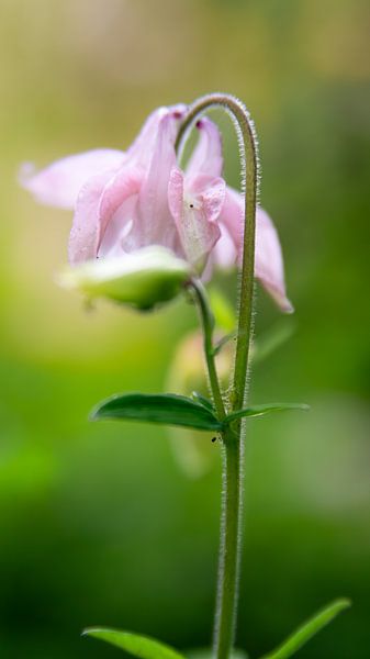 Blumen in den Niederlanden von Anne Marije Hoekstra
