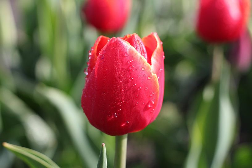 Photo de détail tulipe rouge par Emiel de Lange