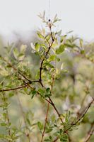 Olivenzweig im Licht der letzten Sonnenstrahlen