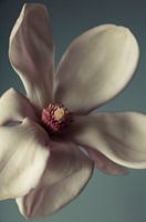 Magnoila