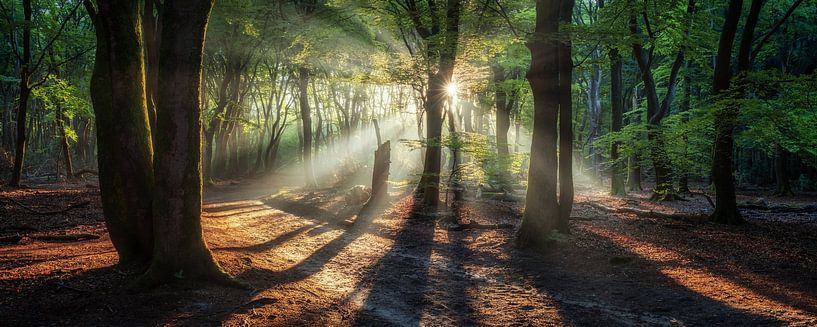 Panorama d'une célèbre forêt néerlandaise au lever du soleil par Martin Podt