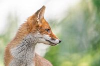 Red Fox