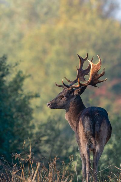 Fallow deer with a large weed on soft background by Jolanda Aalbers