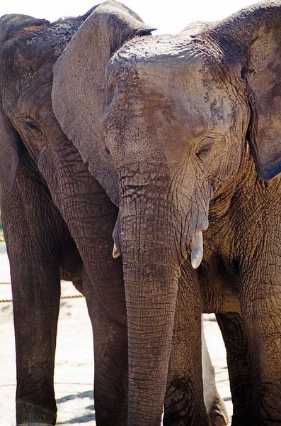 Oreilles d'éléphant par Ellinor Creation