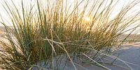 Dünengras