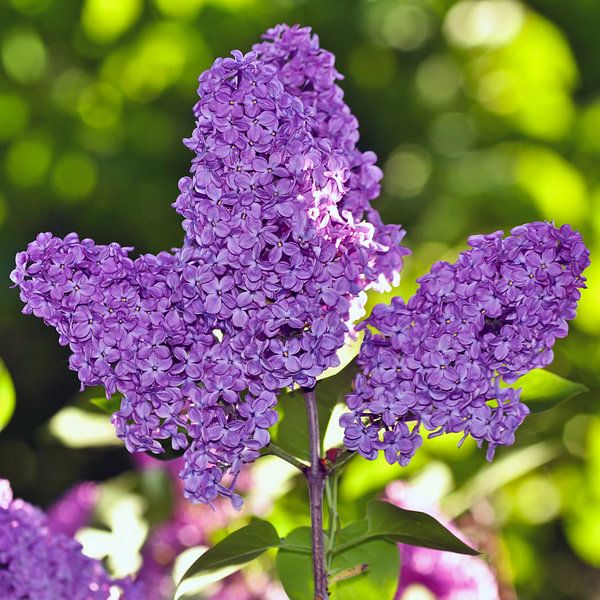Dreamlike lilac bush by Silva Wischeropp
