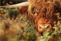 Schottischer Hochlandbewohner