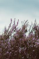 Purple Heather