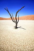 Deadvlei in Sossusvlei, Namibia