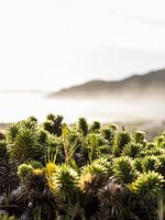 Meeresnebel über dem Kap de goede hoop