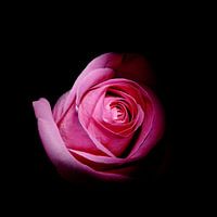 Rose on a black background.