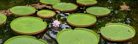 Panorama nénuphars