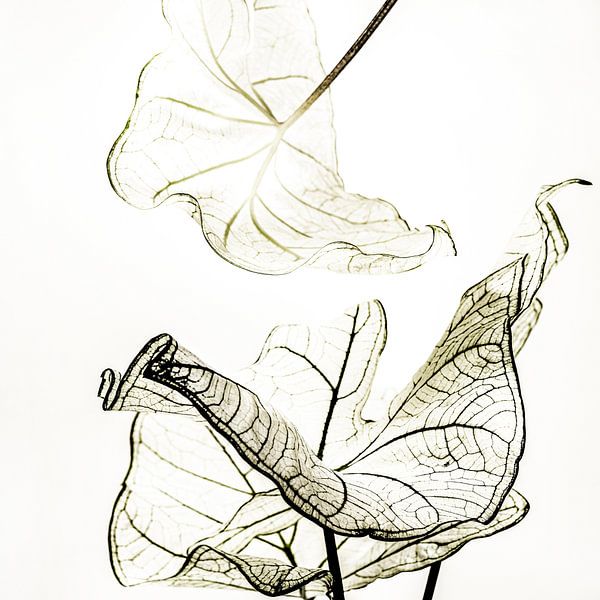 Catch me when I fall 3  Basic Japandi van Alie Ekkelenkamp