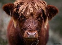 Schottisches Hochlandrind