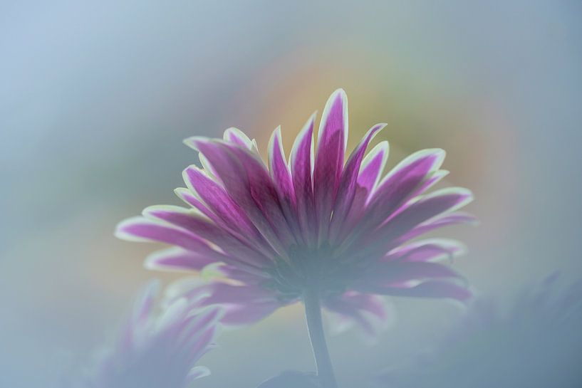 flower by Paquita Six