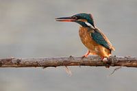 kingfisher female