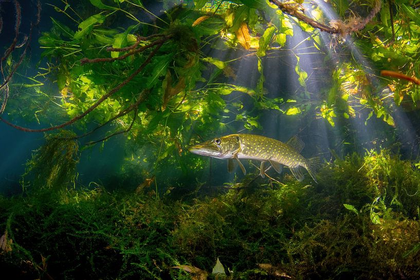 Pike in the jungle by Filip Staes