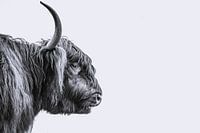 Taureau écossais Highlander