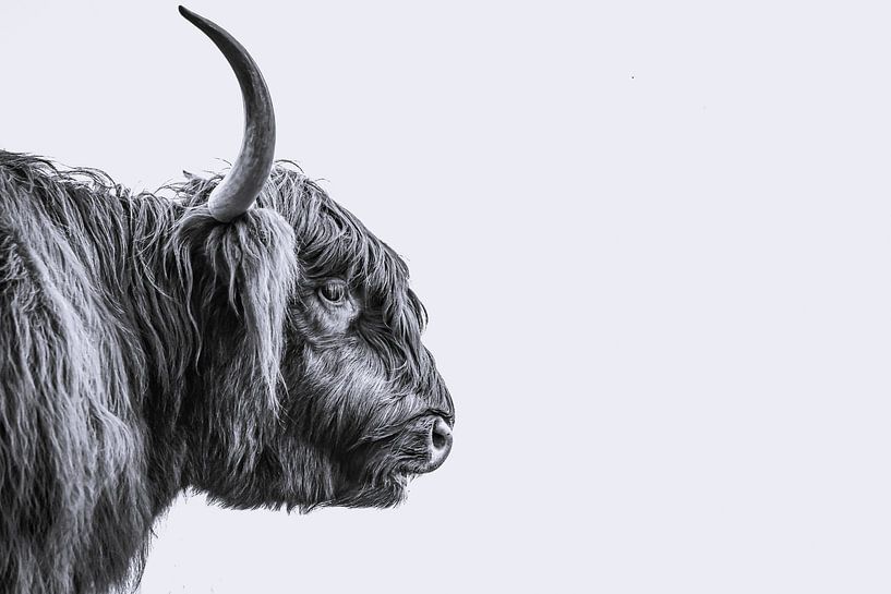 Schotse Hooglander stier van Sander van Driel