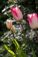 Tulpen in staand formaat