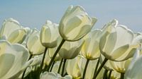 DE witte tulp.