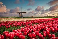 Tulpen und windmühle