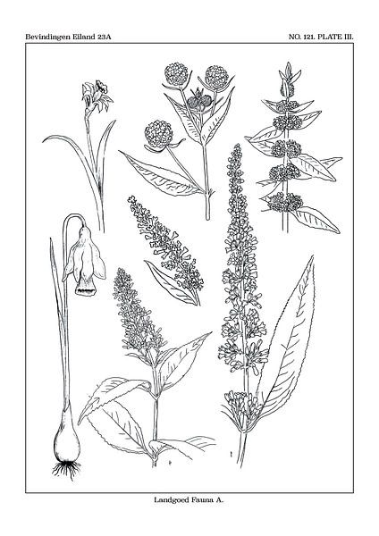 Estate fauna A map by Zoë Hoetmer