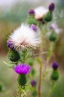 Two seasons on one thistle stalk