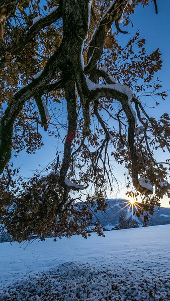 Une longue branche de chêne par Christa Kramer